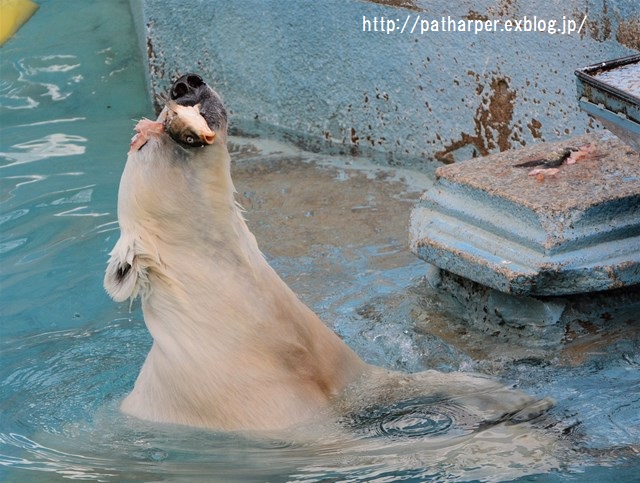 ２０１６年２月　天王寺動物園　その４　お魚咥えたShilka_a0052986_020127.jpg