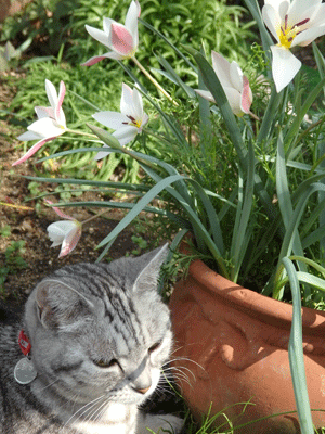 春の花が咲いてきたよ。_c0204801_2213341.gif