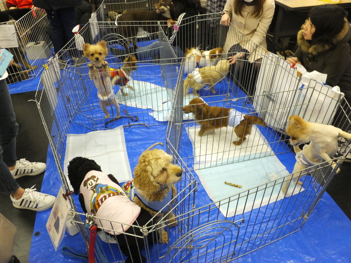 出来ることから始めよう! 里親募集 譲渡会に行ってきました!_c0226202_1812084.jpg