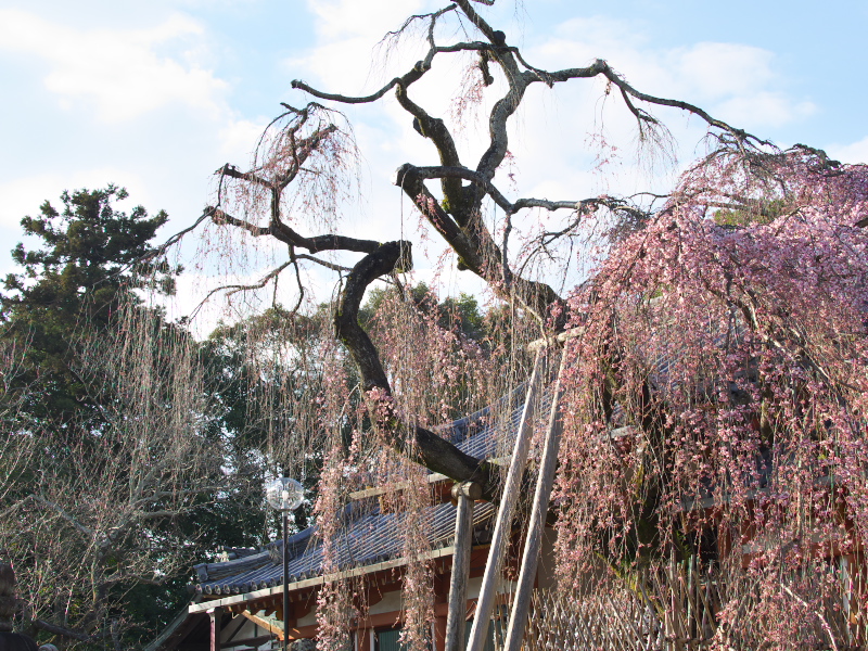 氷室神社_c0043403_21323430.jpg