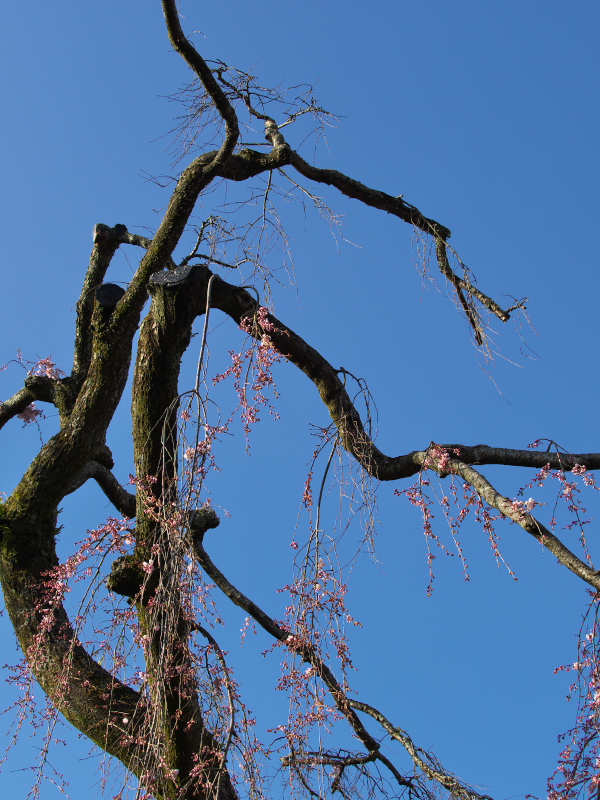 氷室神社_c0043403_2134269.jpg