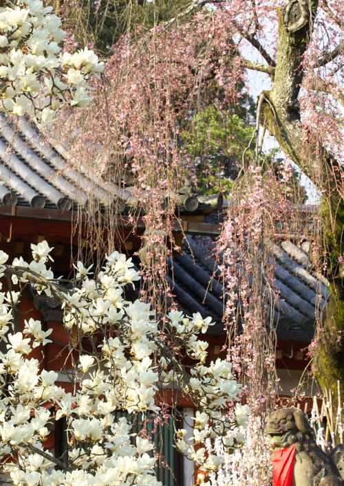 氷室神社_c0043403_21363831.jpg