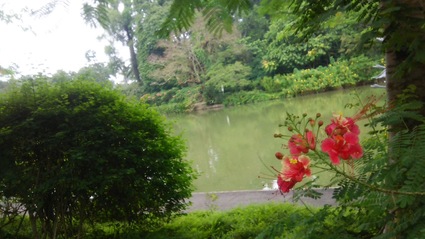 世界遺産 ボタニックガーデン~☆_c0212604_20121712.jpg
