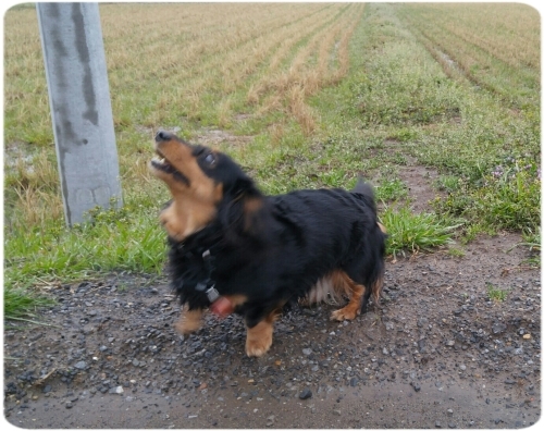 霧雨さんぽ♪_d0347205_00070292.jpg