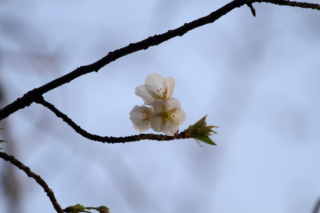 桜が咲いた〜_b0190710_2154297.jpg