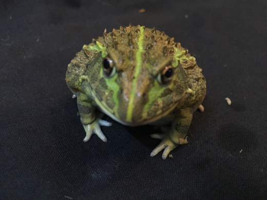 アフリカウシガエル販売 横浜の爬虫類専門店 アクアマイティーblog
