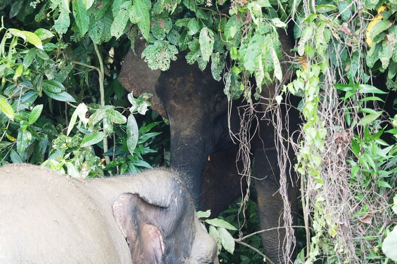 （２）アジアゾウ /Asian Elephant　   Going ashore from Kinabatangan River_c0369423_22105203.jpg