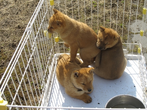 北海道犬　岐阜支部チャンピオン展_f0143123_10365480.jpg