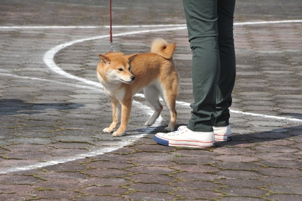 北海道犬　岐阜支部チャンピオン展_f0143123_10460311.jpg