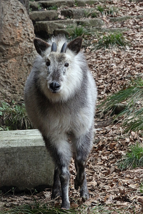 バカラカモシカです A2 Snap-on visor | Lens for Alpha-2 ice speed skating helmet