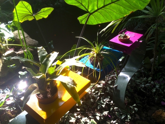 パリ植物園の大温室 グランド・セール_a0231632_05190367.jpg