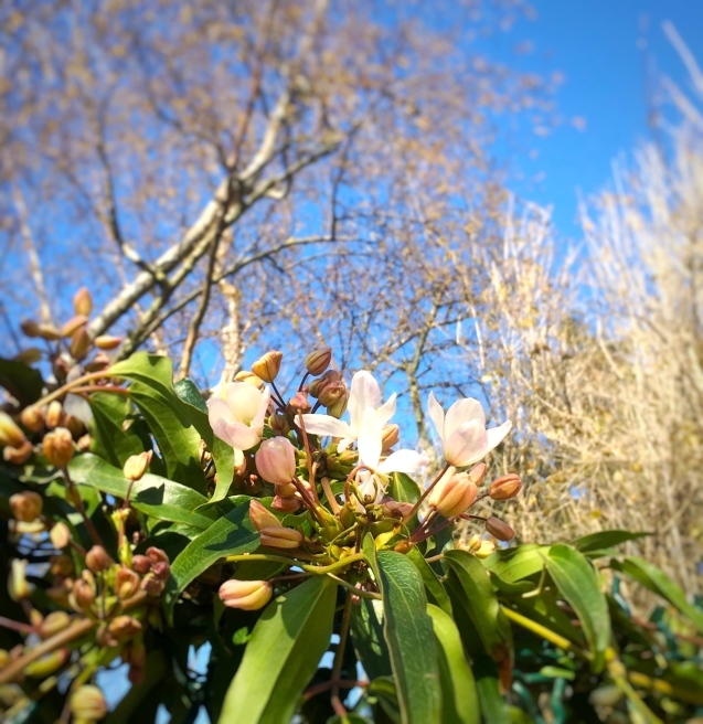 パリ植物園の大温室 グランド・セール_a0231632_23314556.jpg