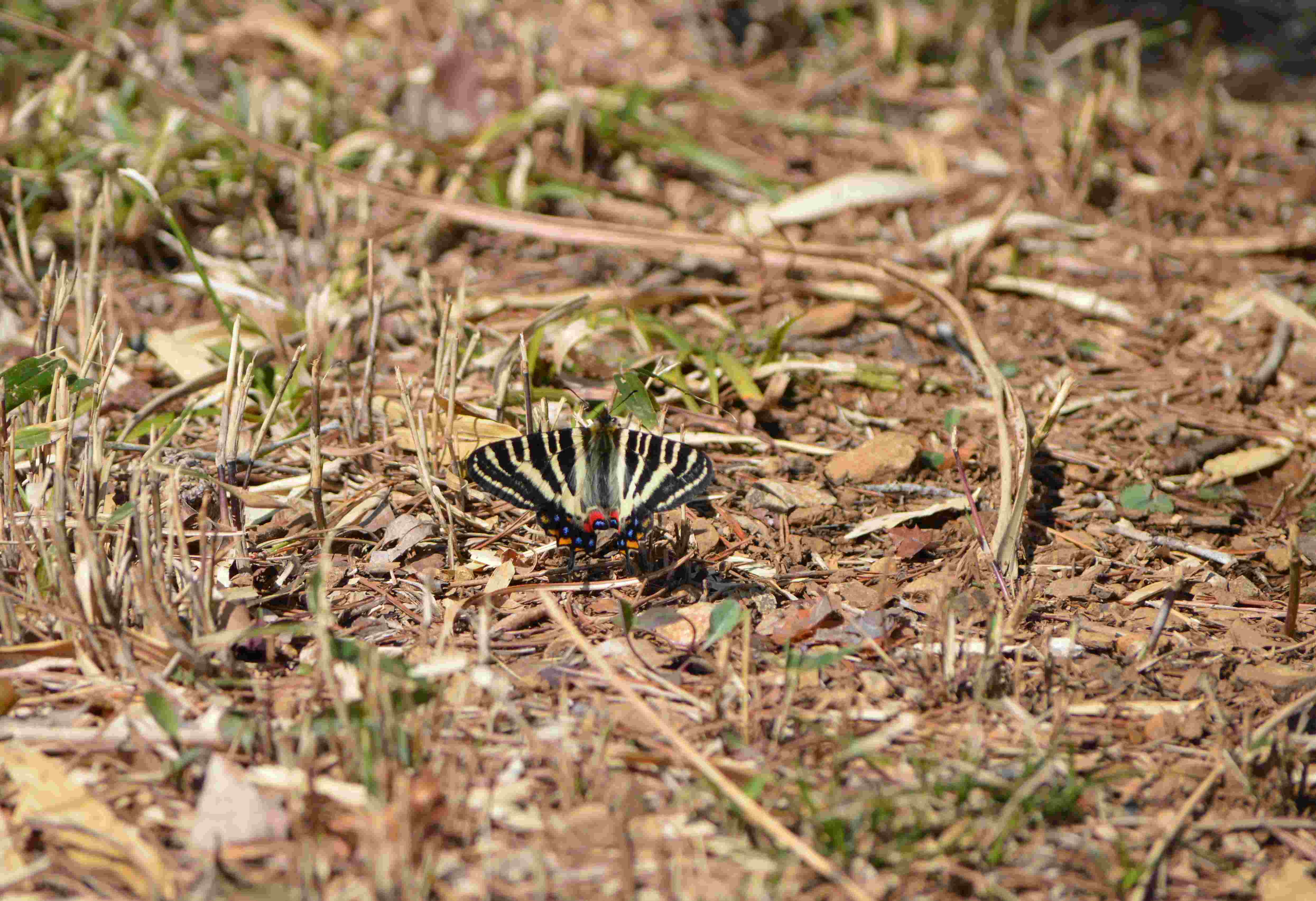 ギフチョウ　3月20日北遠にて_d0254540_17315823.jpg