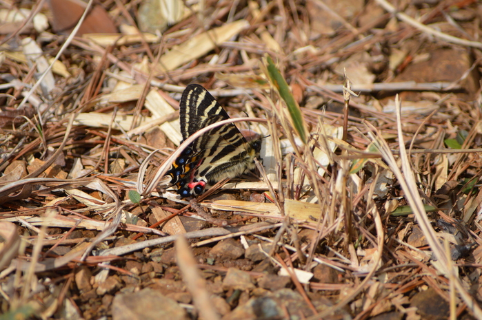 ギフチョウ　3月20日北遠にて_d0254540_17324230.jpg