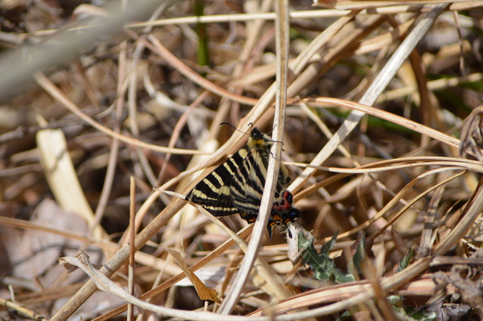 ギフチョウ　3月20日北遠にて_d0254540_1733291.jpg
