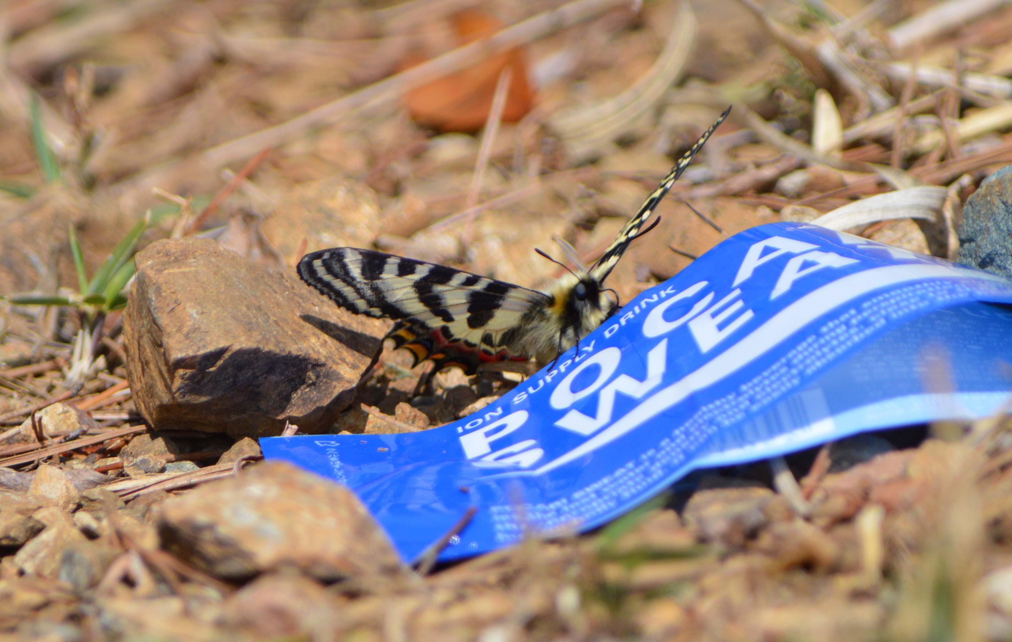 ギフチョウ 3月20日北遠にて_d0254540_17451632.jpg