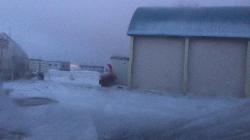 暖かくなってからの寒さはこたえるわ お花と苗と時々わんこ