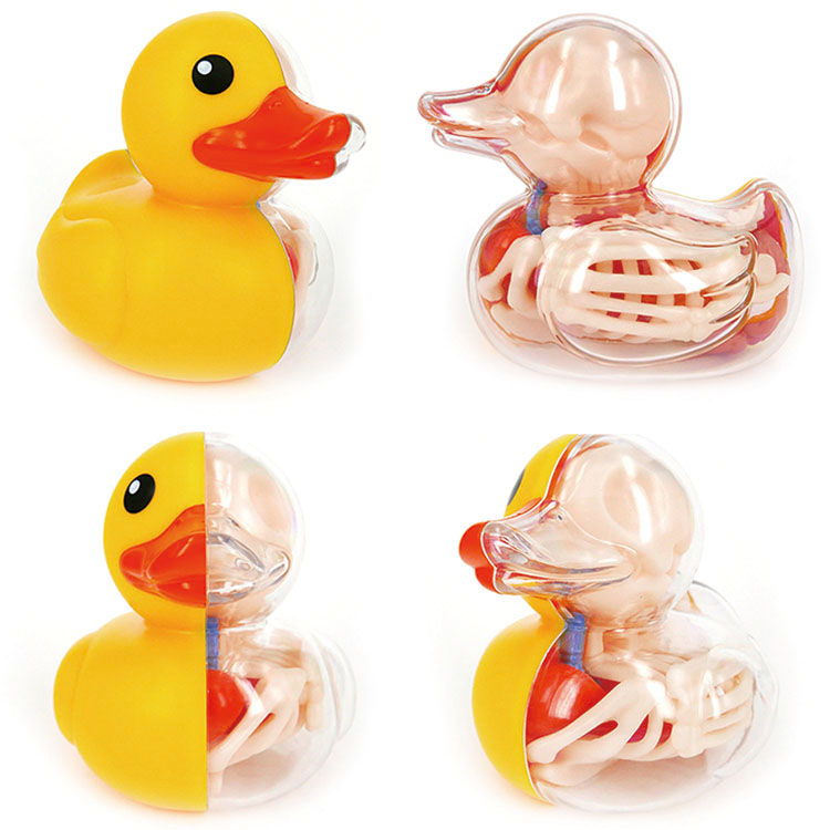 Bathing Ducky Funny Anatomy by Jason Freeny_e0118156_10225198.jpg