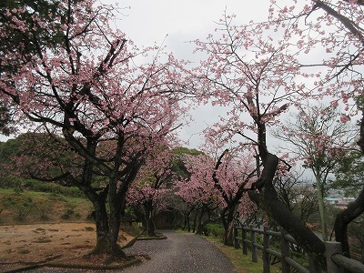 陽光桜_a0093965_10183557.jpg