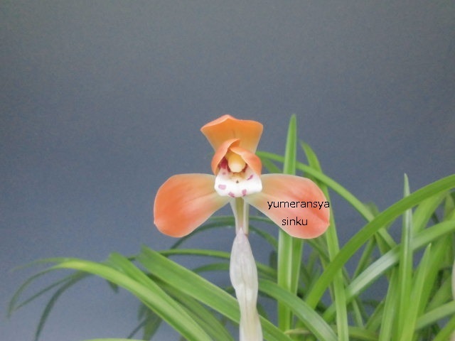 日本春蘭★赤とんぼ★赤花★真っ赤★6本★花芽1つ 日本春蘭 赤花名品「女雛」 | 豊の国の翁