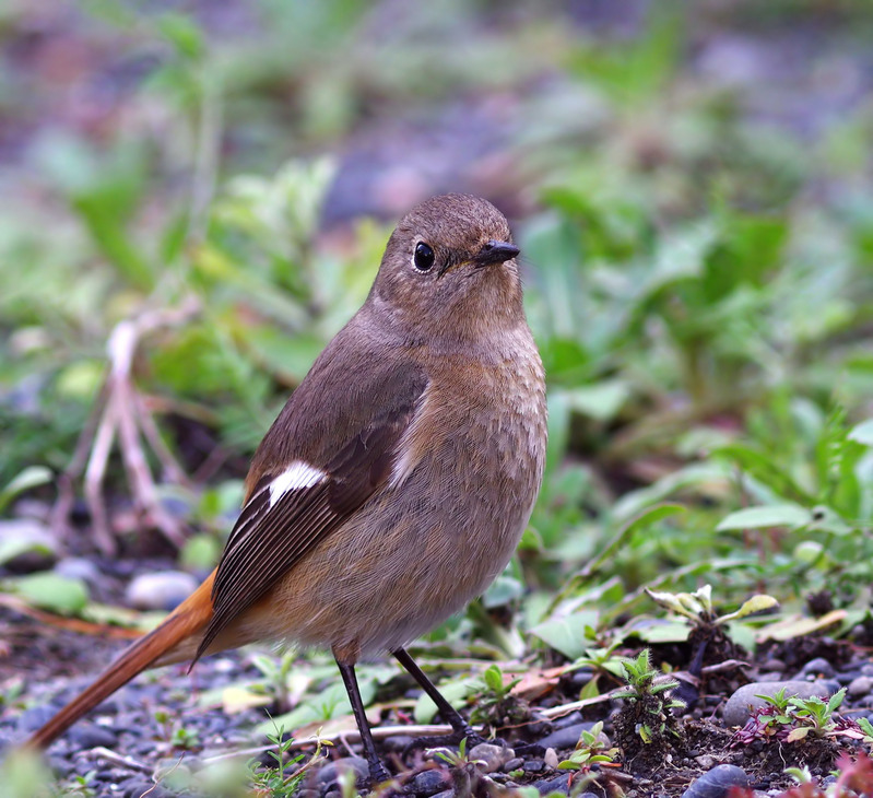 2016年　３月　　野鳥_c0176183_14301499.jpg