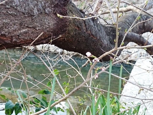 毎年の楽しみ_e0167593_23475241.jpg