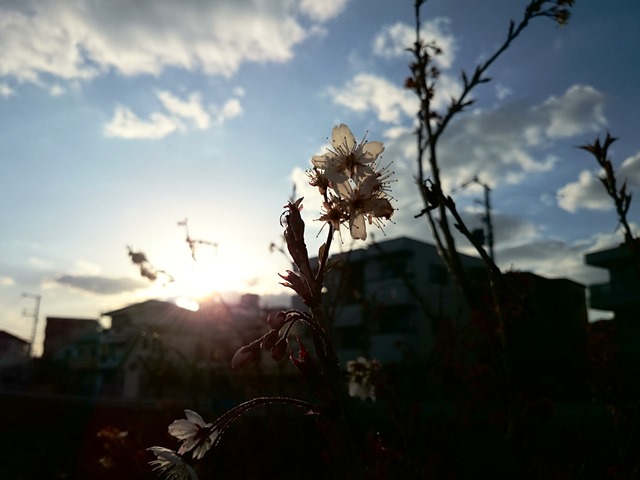 毎年の楽しみ_e0167593_2349276.jpg