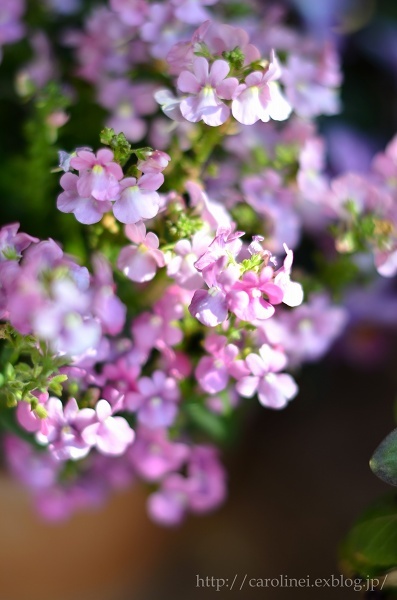 お彼岸の牡丹餅と、牡丹練りきり、そして庭２　Homemade Botamochi & Botan nerikiri,and My Spring Garden2_d0025294_18014108.jpg