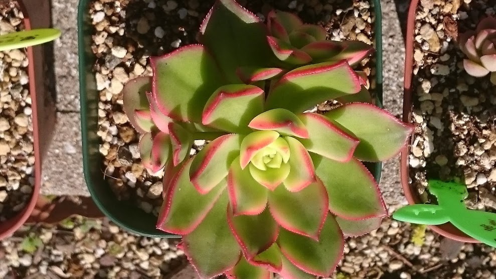 e0081903_13284702.jpg