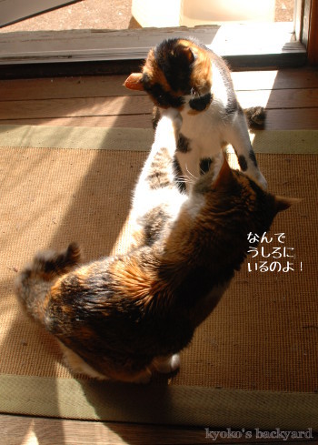 揉め事の予感_b0253205_15292546.jpg