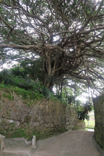 海界の村を歩く 東シナ海 徳之島(鹿児島県)_d0147406_21323928.jpg