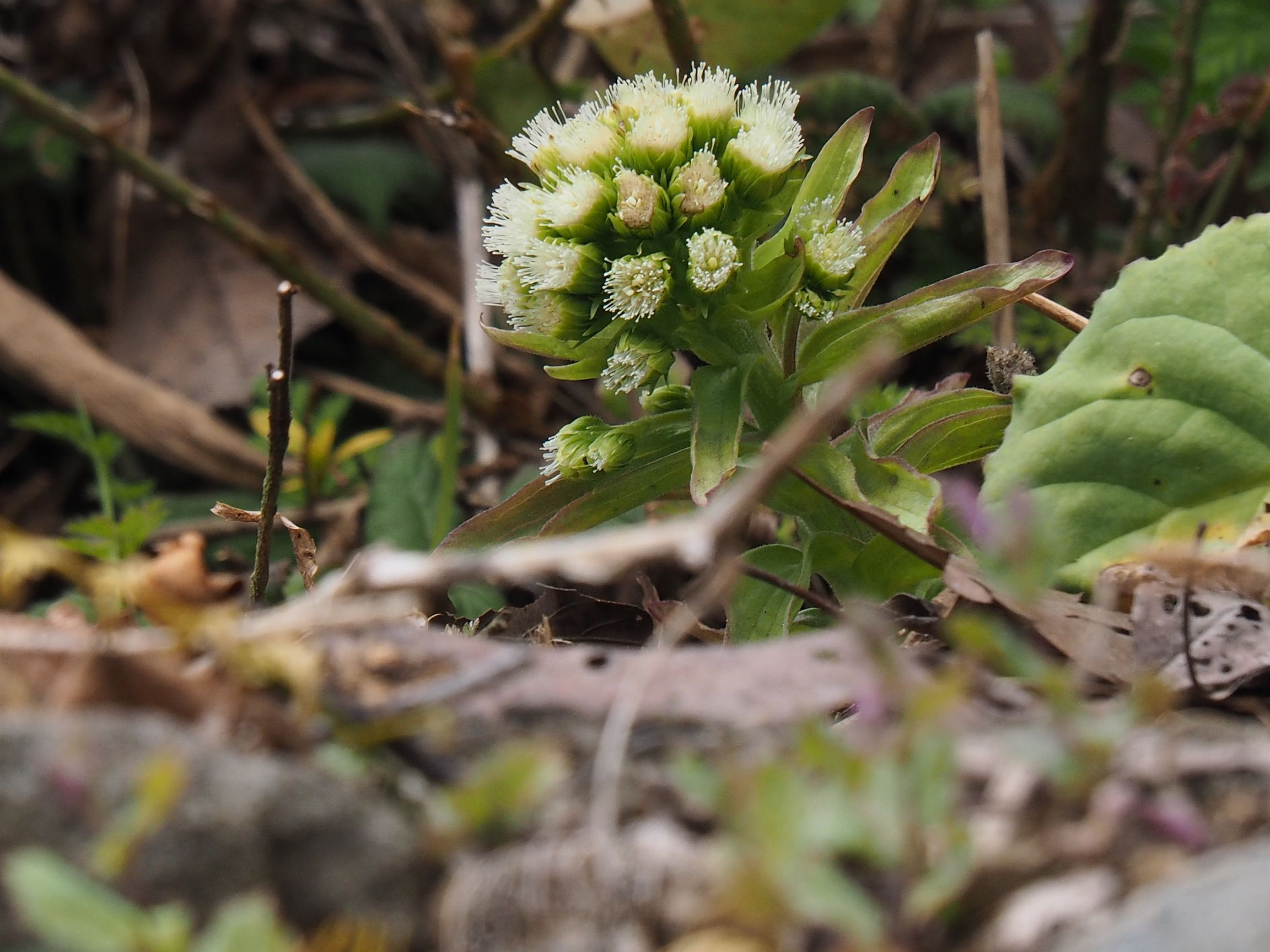 c0156908_6375935.jpg