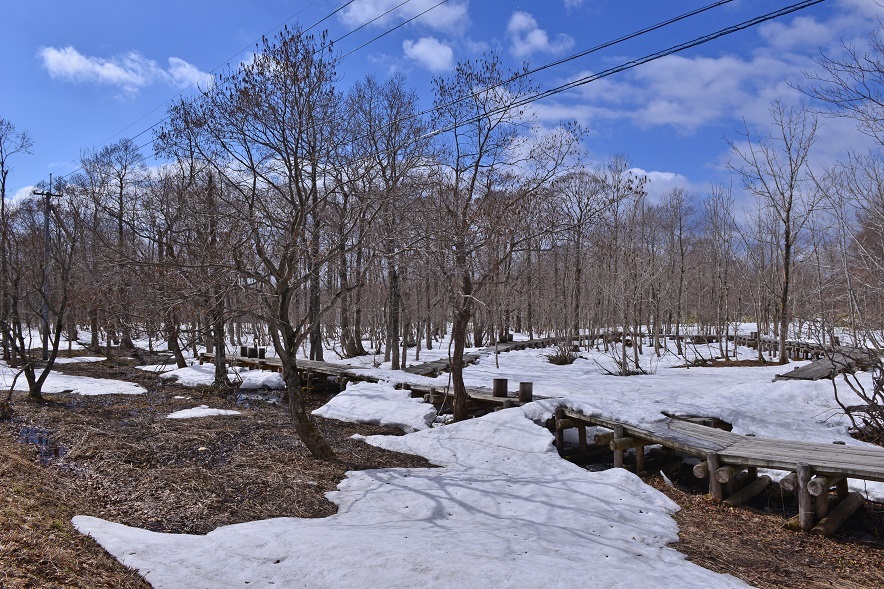 栗駒山麓の水芭蕉_e0349817_21104124.jpg