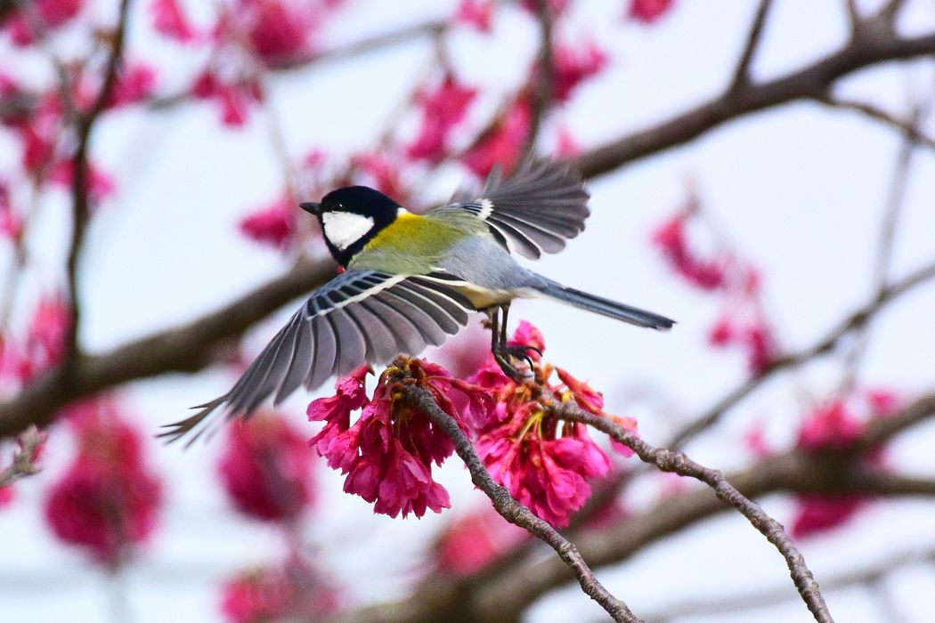 寒緋桜にシジュウカラ きれいな翼!♪_a0031821_17175160.jpg