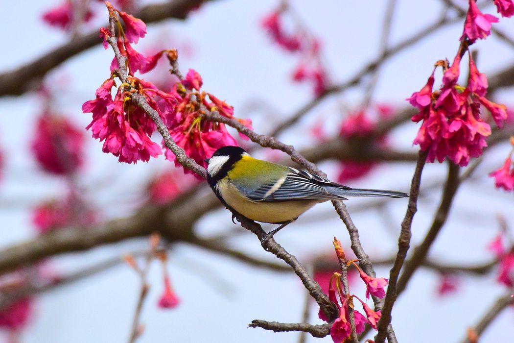 寒緋桜にシジュウカラ きれいな翼!♪_a0031821_1791913.jpg