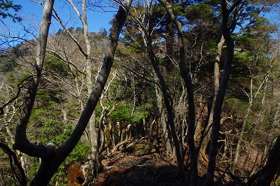 鮎の瀬新道~天主山~一夜畑~鮎の瀬新道周回_f0193521_1858447.jpg