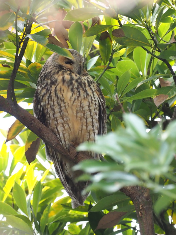 トラフズクが休憩中でした_f0330321_1555833.jpg