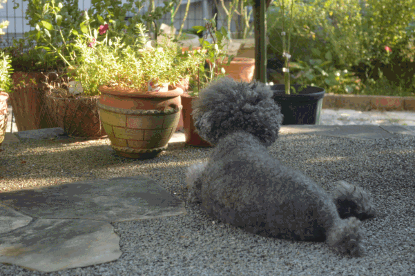 c0136736_20352038.gif