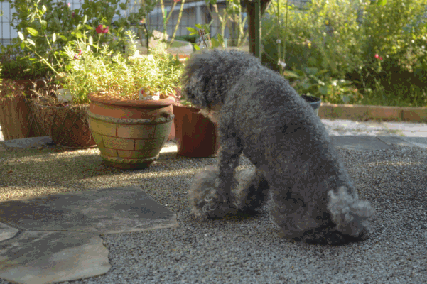 c0136736_20352925.gif