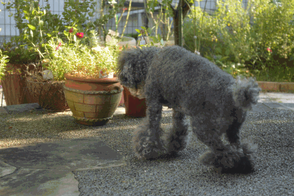 c0136736_20353861.gif