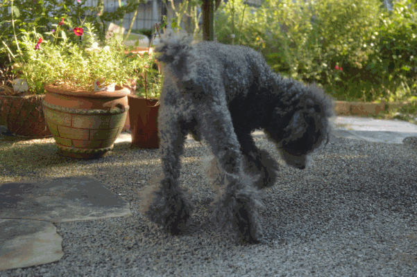 c0136736_20354936.gif