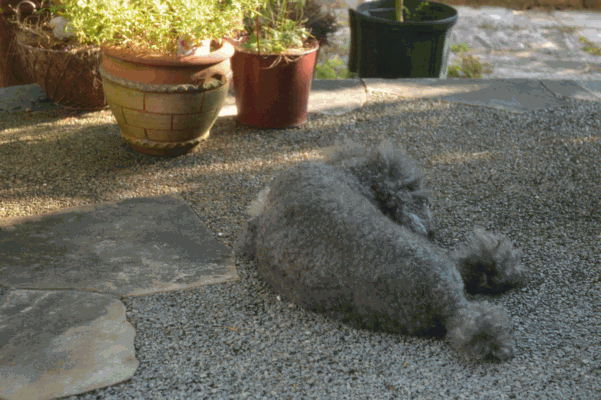 c0136736_2035726.gif