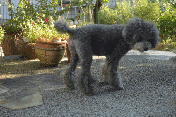 c0136736_2036297.gif