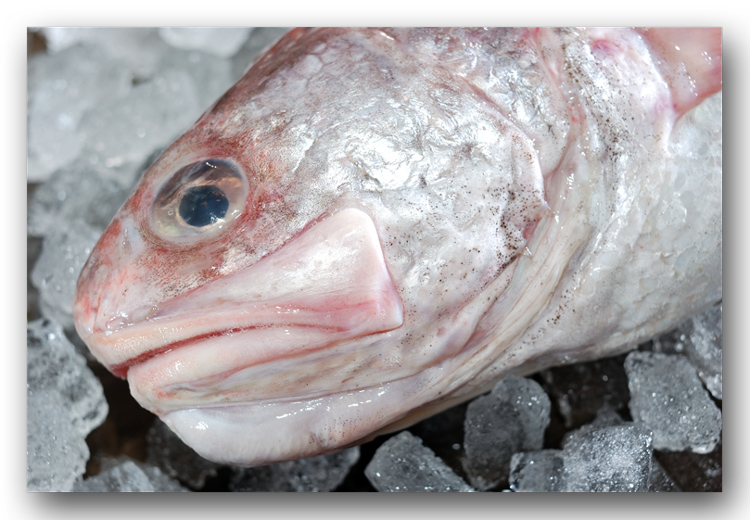 ヨロイイタチウオ ヒゲダラ この魚が美味い 旨い 魚屋三代目日記