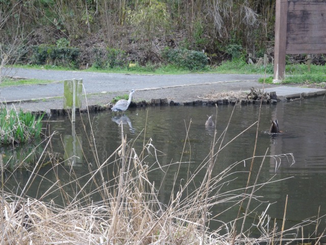 野鳥がいるお池の公園へドライブ_e0195743_22151387.jpg