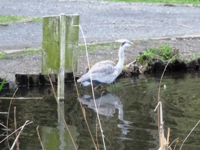 野鳥がいるお池の公園へドライブ_e0195743_22152665.jpg
