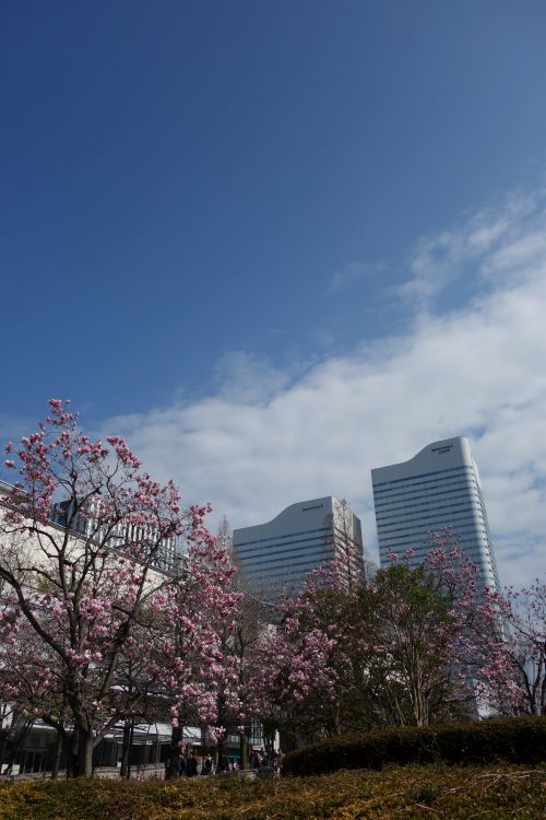 みなとみらいの桜_e0080345_16444081.jpg