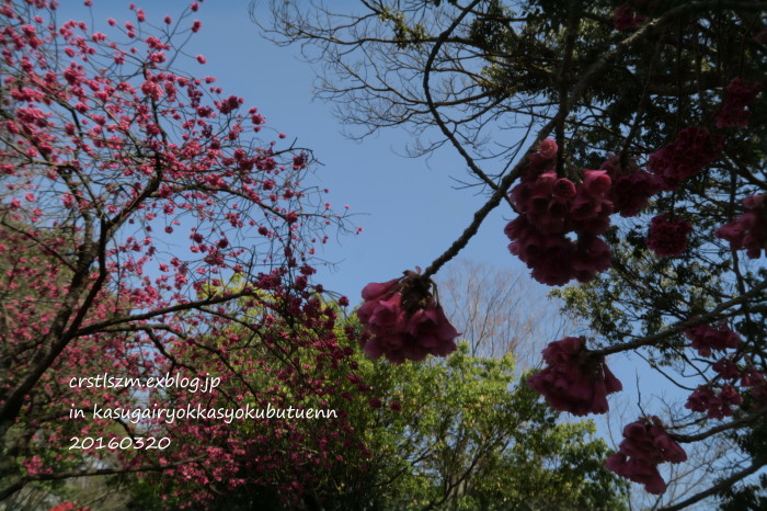 カンヒザクラと春の花_e0348754_12122258.jpg