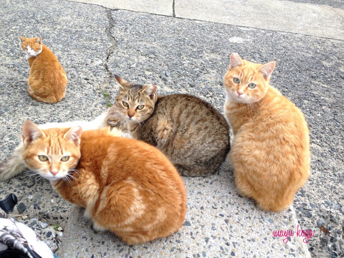 小さな小さな島へねこ旅に行って来ました_e0255060_23032101.jpg