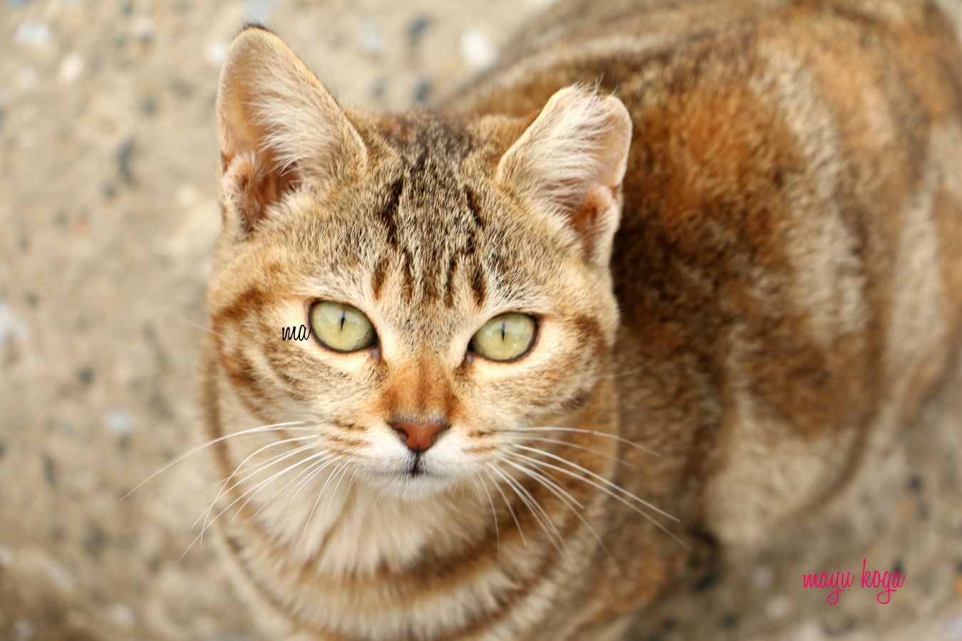 小さな小さな島へねこ旅に行って来ました_e0255060_23040467.jpg